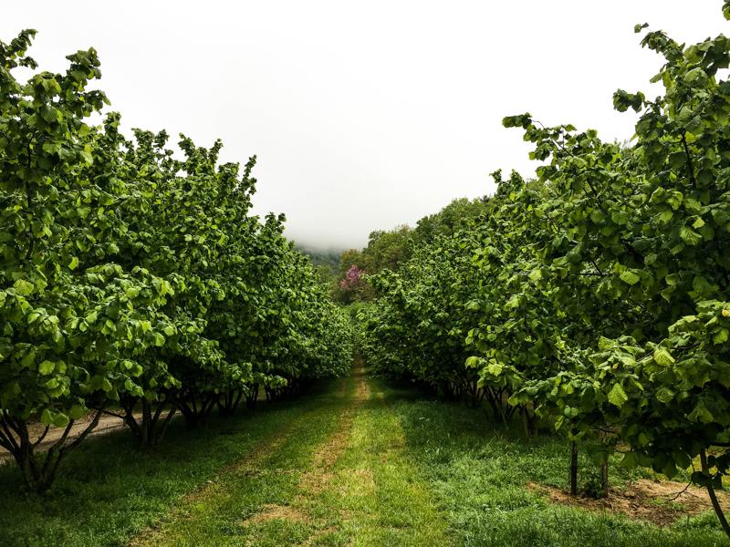 truffle farm